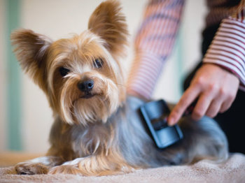 Yorkshire Terrier being groomed with brush, looking at camera