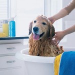 10 Tips For Reducing Pet Hair In Your Home | 101 Days Of Organization