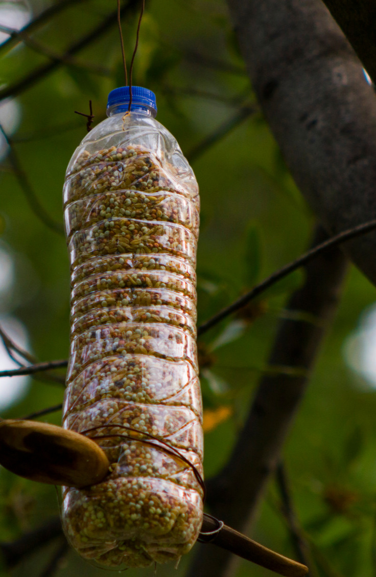 water bottle birdfeeder