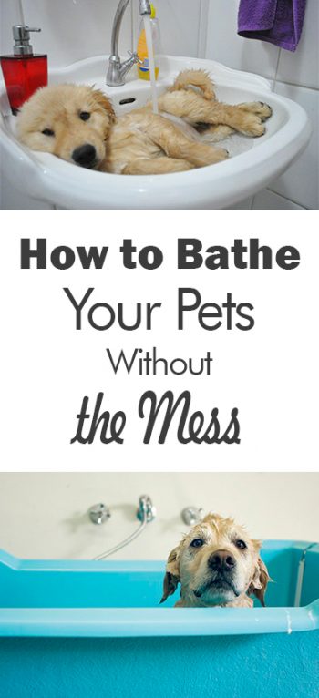 How to Bathe Your Pets Without the Mess - 101 Days of Organization| Bathe Your Pets, How to Bathe Your Pets, Bathing Hacks, Bathing Hacks for the Home, Home Stuff, Pet Hacks #PetHacks