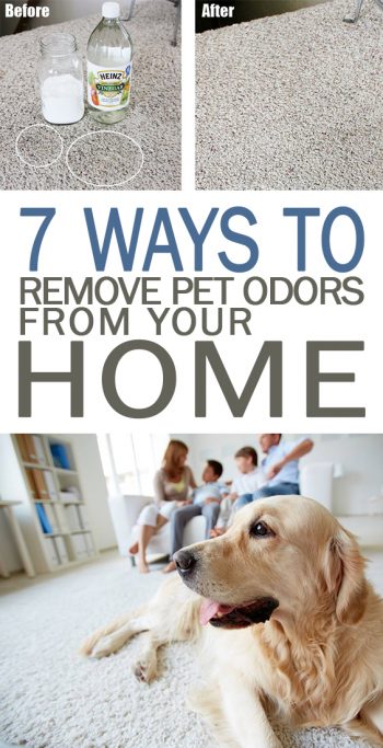 7 Ways to Remove Pet Odors from Your Home - 101 Days of Organization| Pet Odor Elimination, Pet Odor Carpet, Pet Odor Elliminator DIY, Smelly House Remedies, Cleaning Hacks #Cleaning #PetOdorElimination #PetOdorCarpet