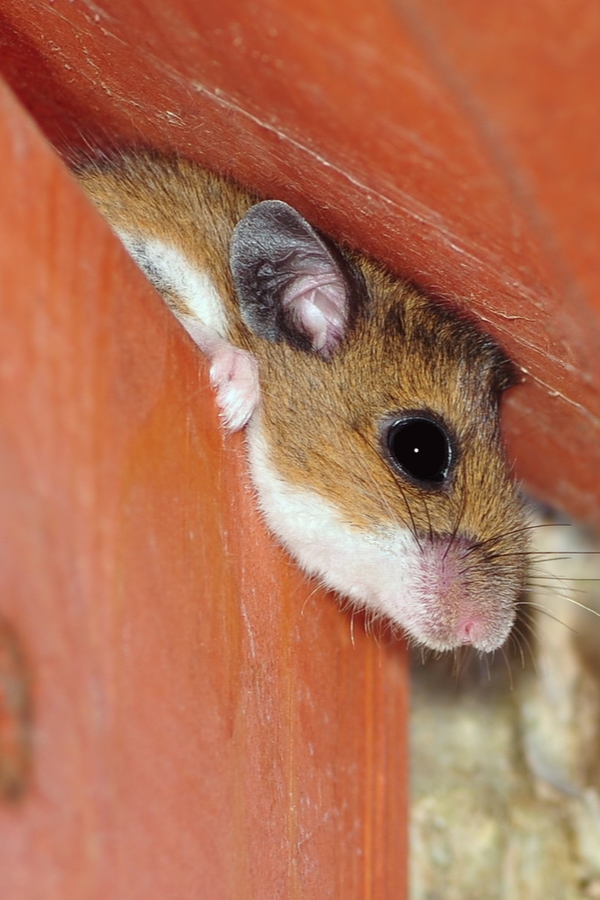 Surprising Household Uses For Steel Wool 101 Days of Organization
