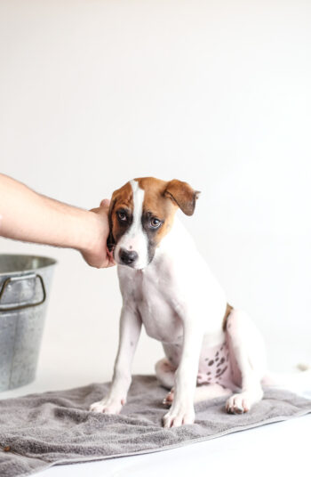 Bathing your pet is an important part of helping to keep your house clean! Here's how to keep a house clean with pets so you aren't overwhelmed by your new pet's messes. 