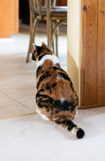 Set boundaries for your pet.  It is possible to train your pet to stay out of certain rooms, so you won't need to worry about pet-proofing every room of your home. Restricting your pet to certain rooms cuts down on the amount of cleaning up after him! Here's how to keep a house clean with pets so you aren't overwhelmed by your new pet's messes. 