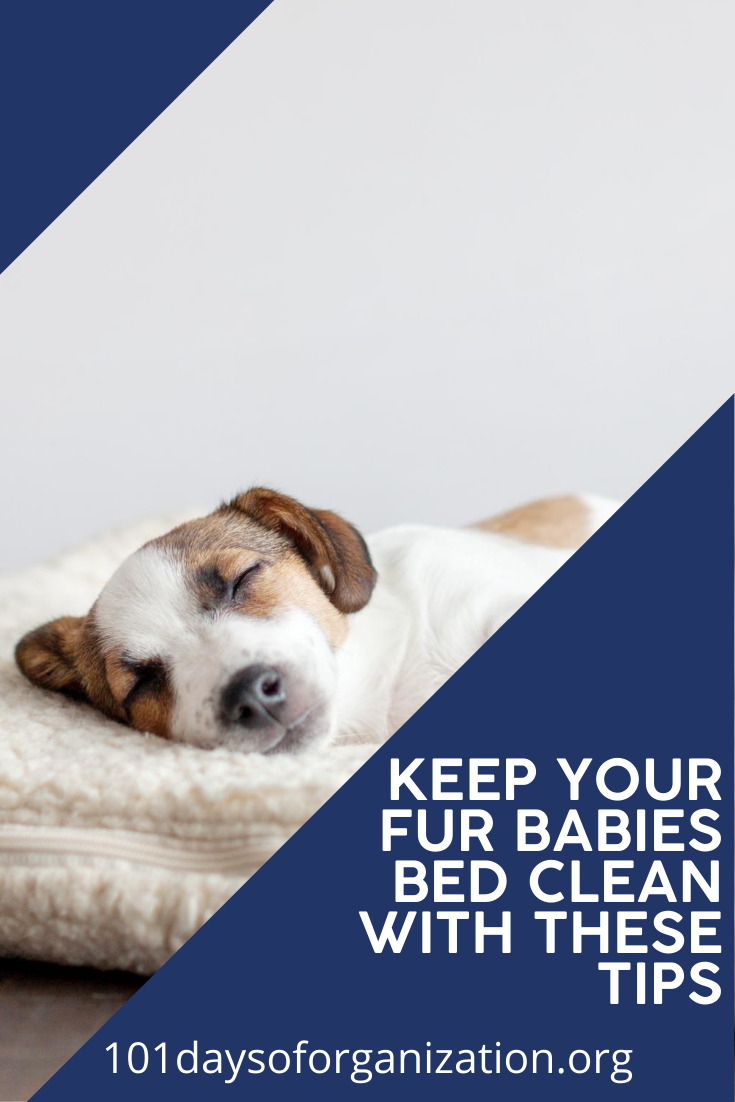 Our fur babies are just like our babies, right? You wouldn't want your baby to sleep in a dirty bed and I know you wouldn't want your fur baby to do that either. So, read this post to learn how to clean your pet's bed with these tips. #pets #lifewithpets #cleaningtips #petcleaningtips #101daysoforganizationblog